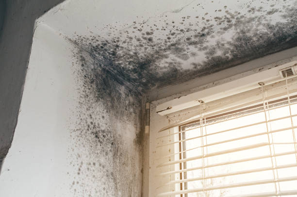 Mold Removal service in Monkton